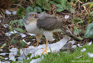 SPARROWHAWK - FEMALE WITH PREY